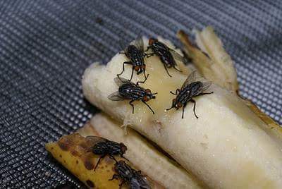 হে নারী , তুমি কী ছিলা কলা ? ছিলা কলা